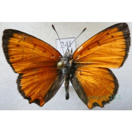 Lycaena ottomana (Lefèbvre, 1830) male Czerwończyk ottomański Bulgaria24l